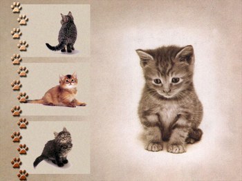 le chaton